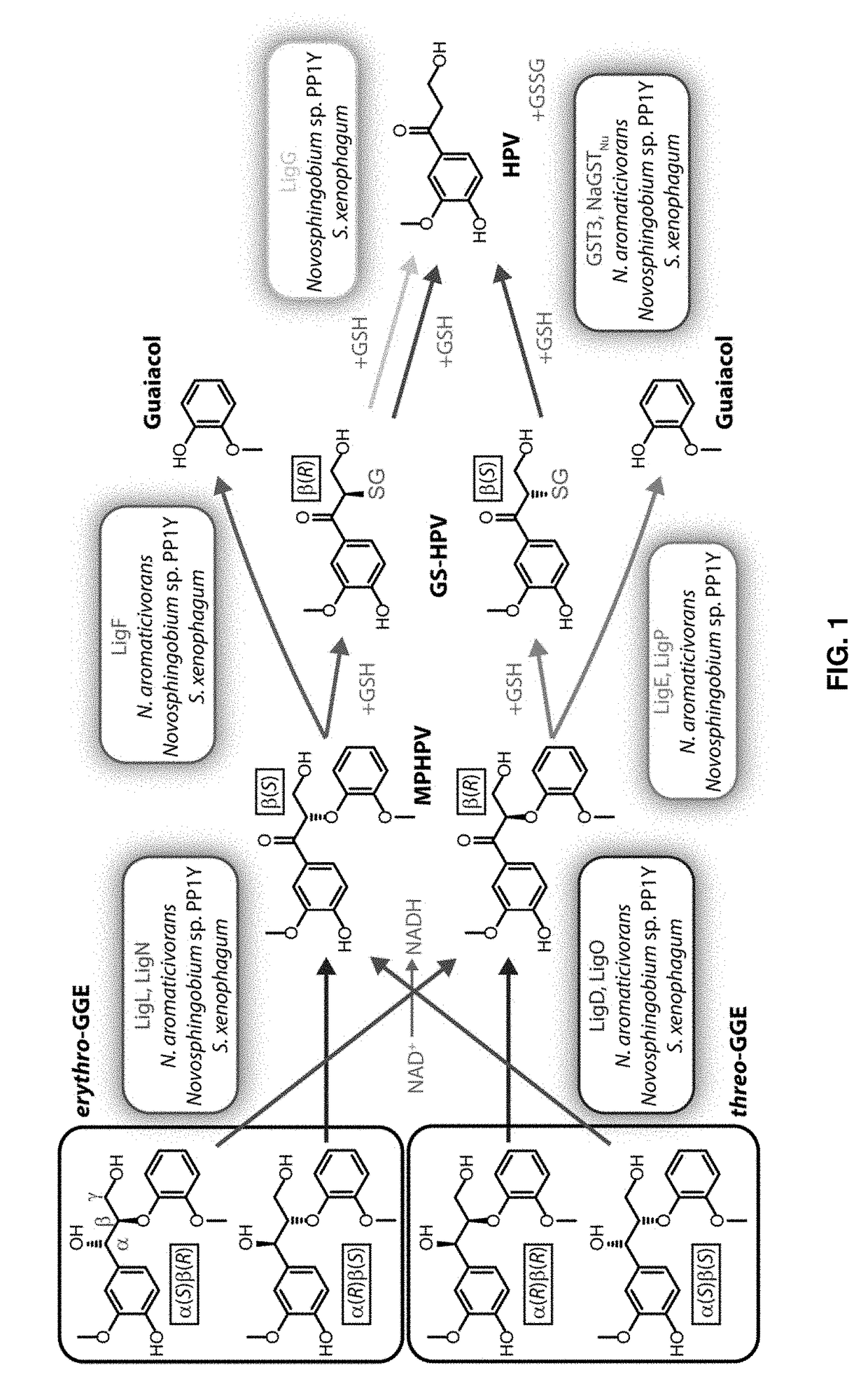 Enzymes and methods for processing lignin and other aromatic compounds