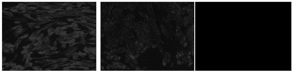 Chicken interleukin-10 monoclonal antibodies and preparation method and application thereof