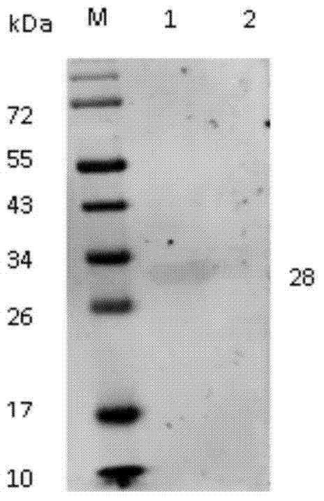 Chicken interleukin-10 monoclonal antibodies and preparation method and application thereof