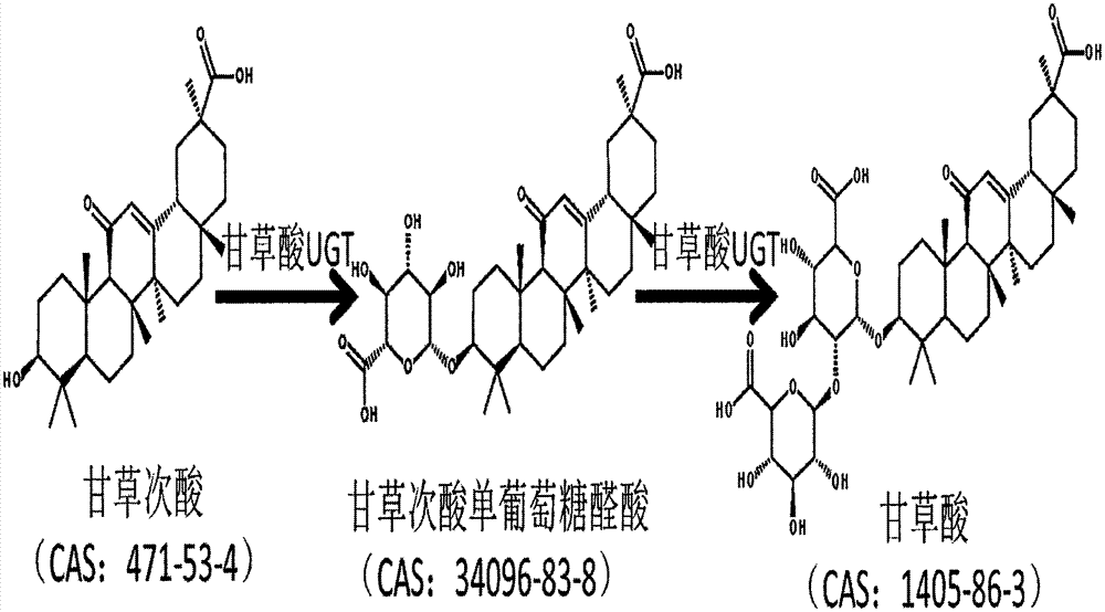 UGT (Glycosyl Transferase) gene participating in glycyrrhizic acid biosynthesis, and encoding product and application thereof