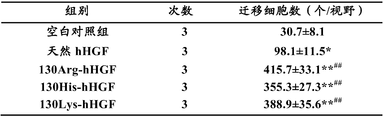 Mutant of human hepatocyte growth factor (hHGF) and application of mutant