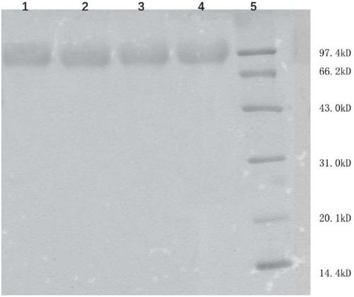 Mutant of human hepatocyte growth factor (hHGF) and application of mutant