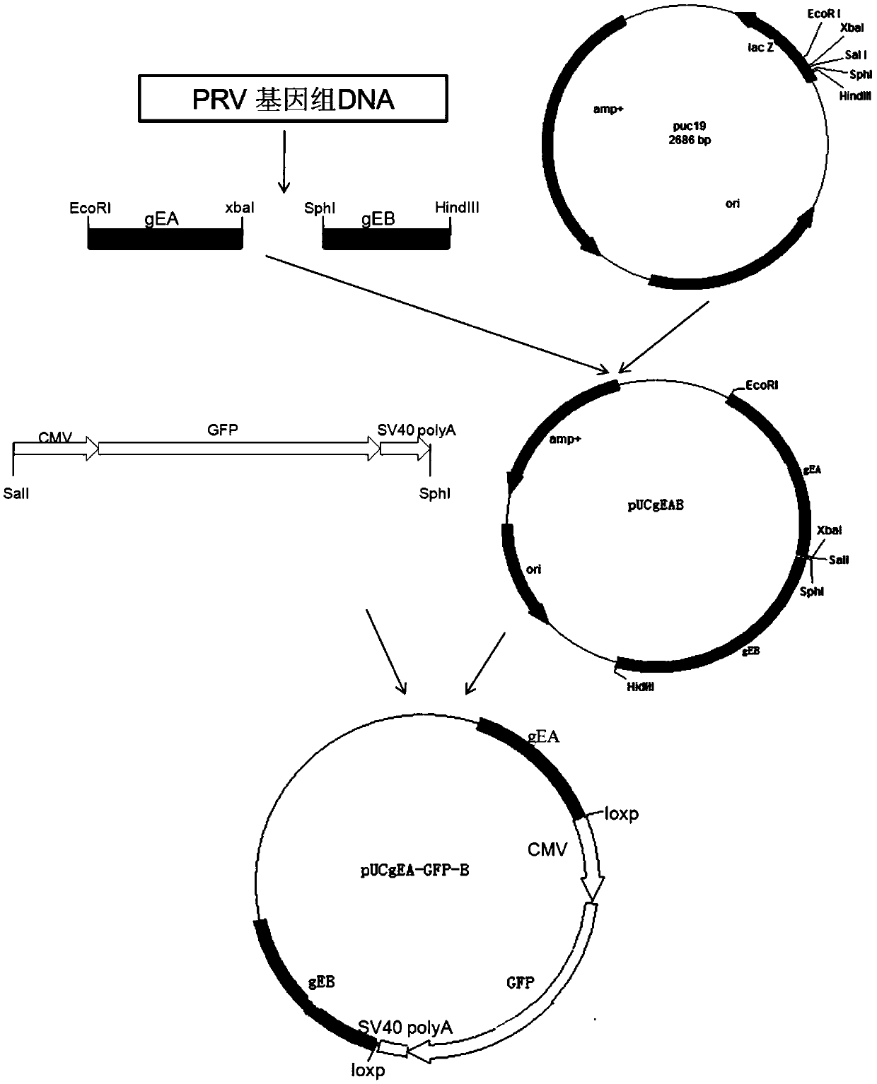 Porcine pseudorabies virus gene-deleted strain, vaccine composition and their preparation method and application