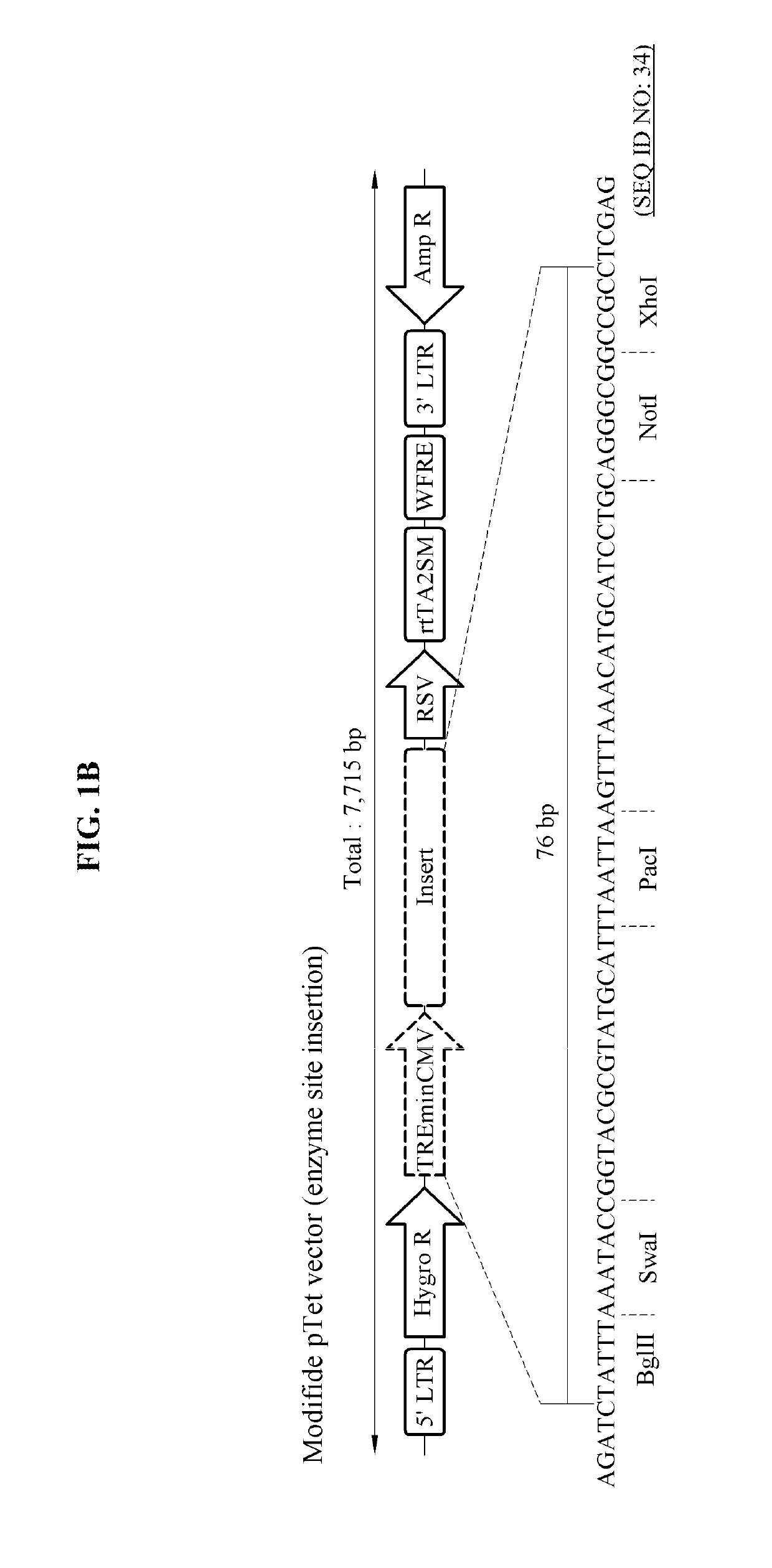 Expression cassette and vector comprising Alzheimer's disease-related mutant genes and cell line transformed by means of same