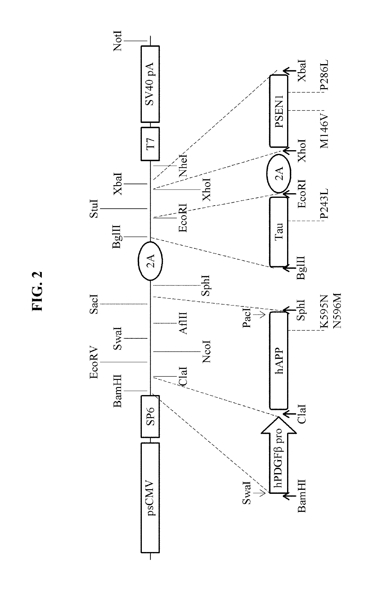 Expression cassette and vector comprising Alzheimer's disease-related mutant genes and cell line transformed by means of same