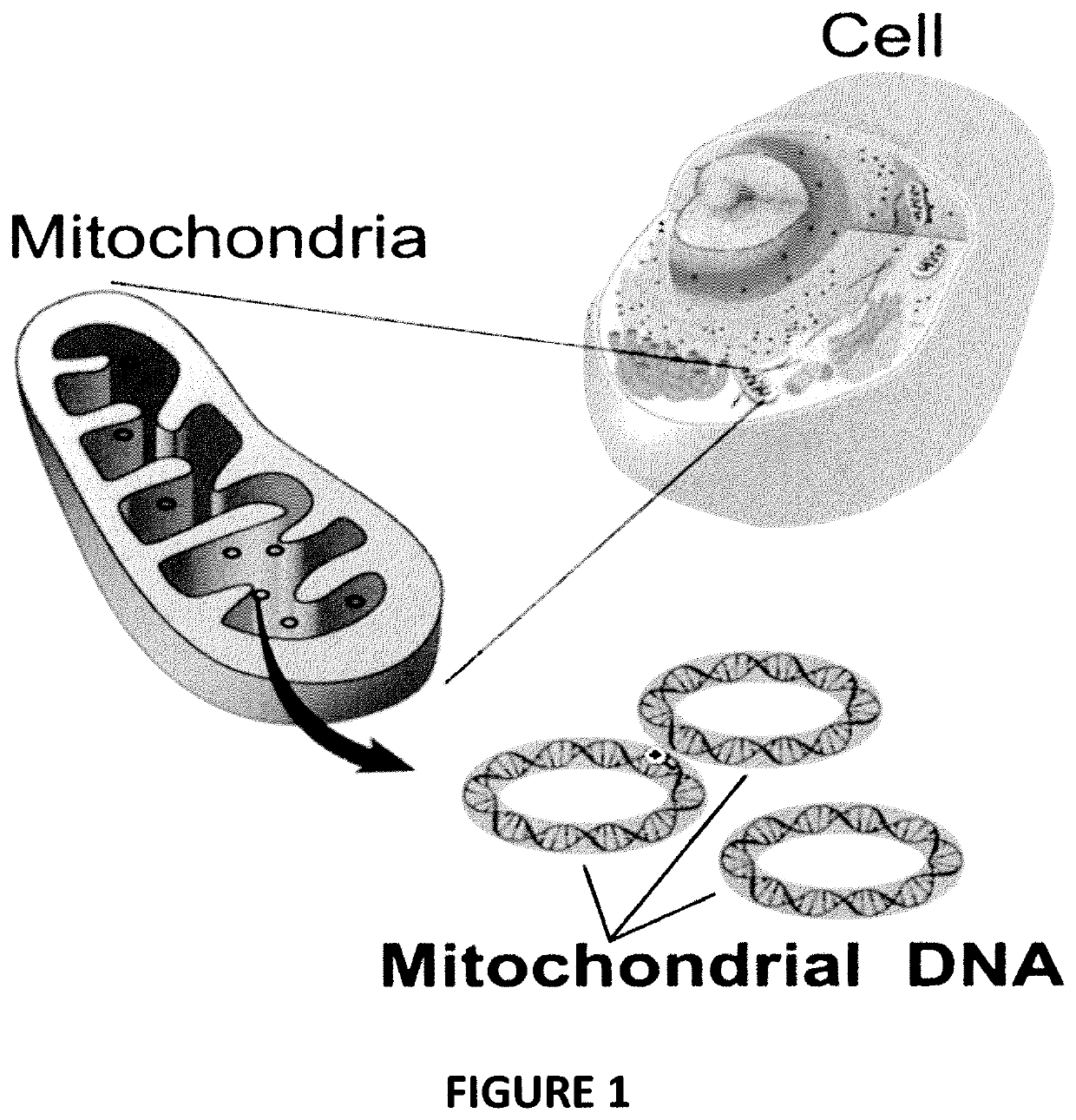 Bioavailable minerals for the mitigation of pathogens in animals, a manufacturing method and a treatment method