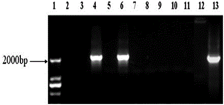 Gene for coding aflatoxin degradation enzyme and method for obtaining high-efficiency aflatoxin degradation enzyme
