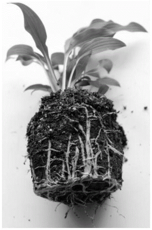 Light-matrix degradable-nonwoven-fabric ex-vitro-rooting seedling raising method for Hosta plantaginea tissue culture seedlings