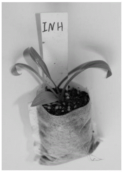 Light-matrix degradable-nonwoven-fabric ex-vitro-rooting seedling raising method for Hosta plantaginea tissue culture seedlings