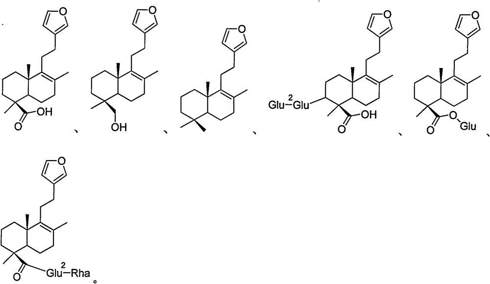 Labdane type diterpene derivatives and preparation method and application thereof