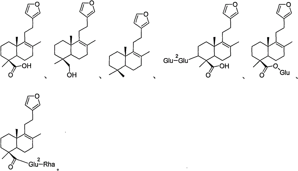 Labdane type diterpene derivatives and preparation method and application thereof