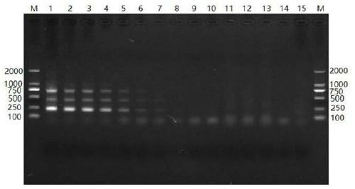 Multiplex PCR diagnosis kit for three pathogenic bacteria in milk