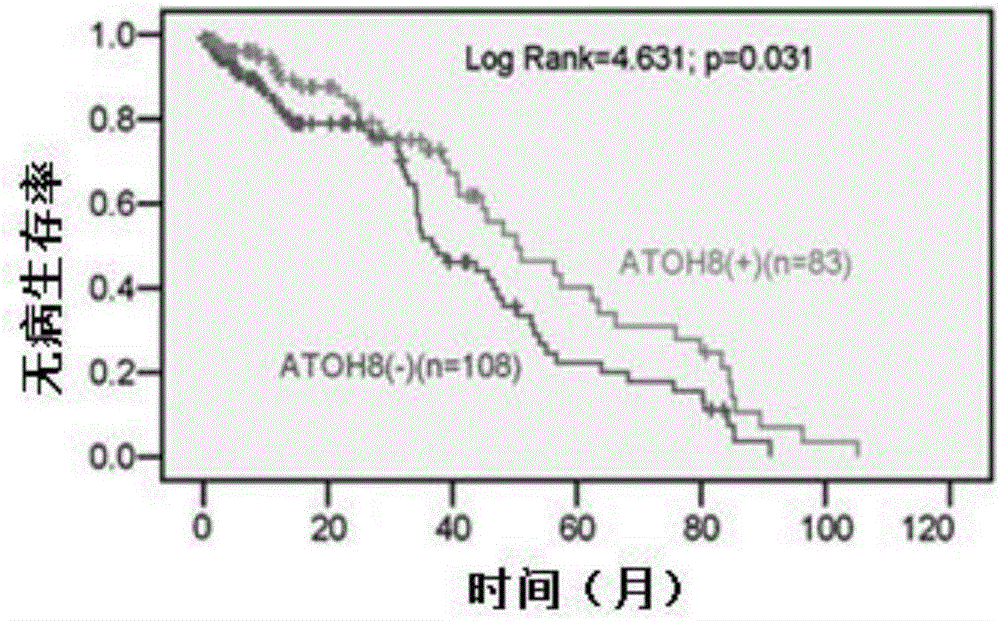 Application of tumor suppressor gene atoh8 and its encoded protein