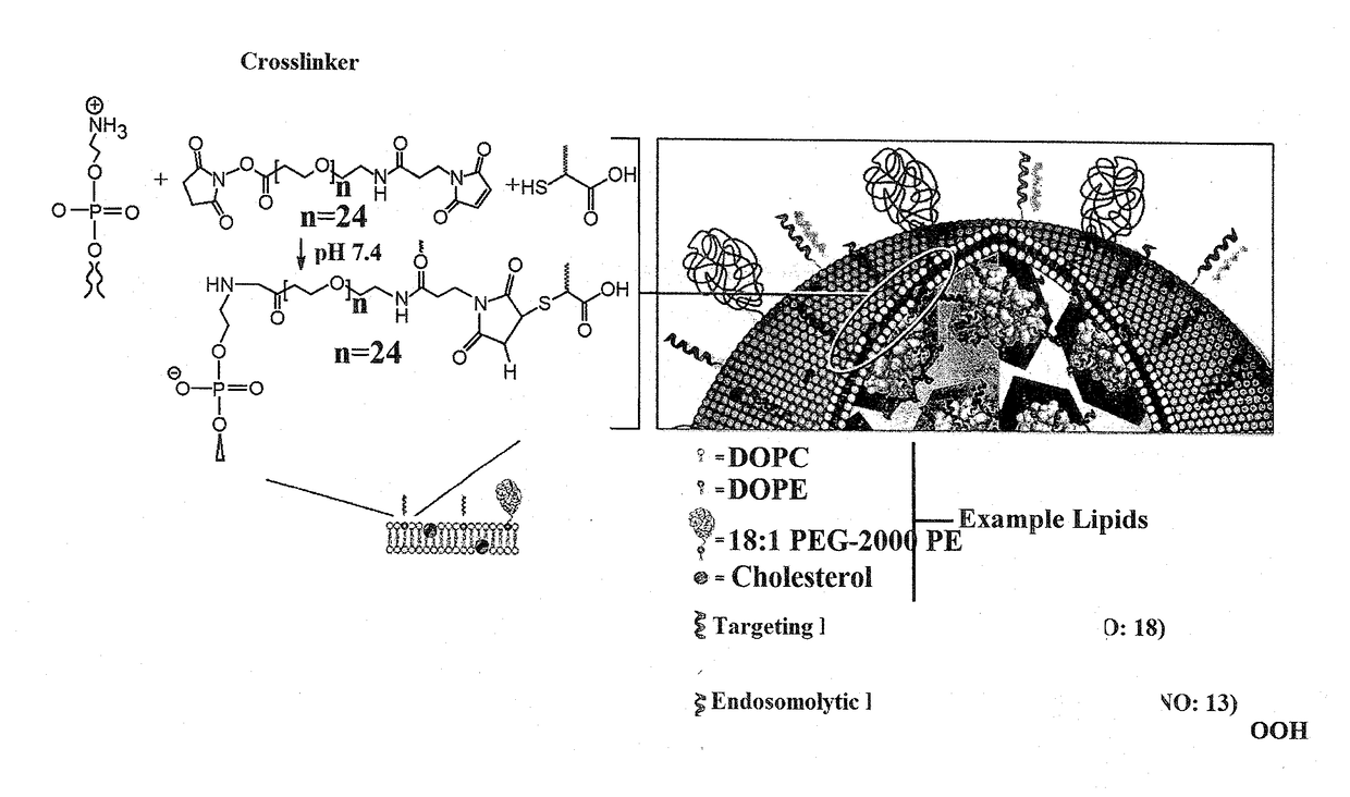 CD 47 containing porous nanoparticle supported lipid bilayers (protocells) field of the invention