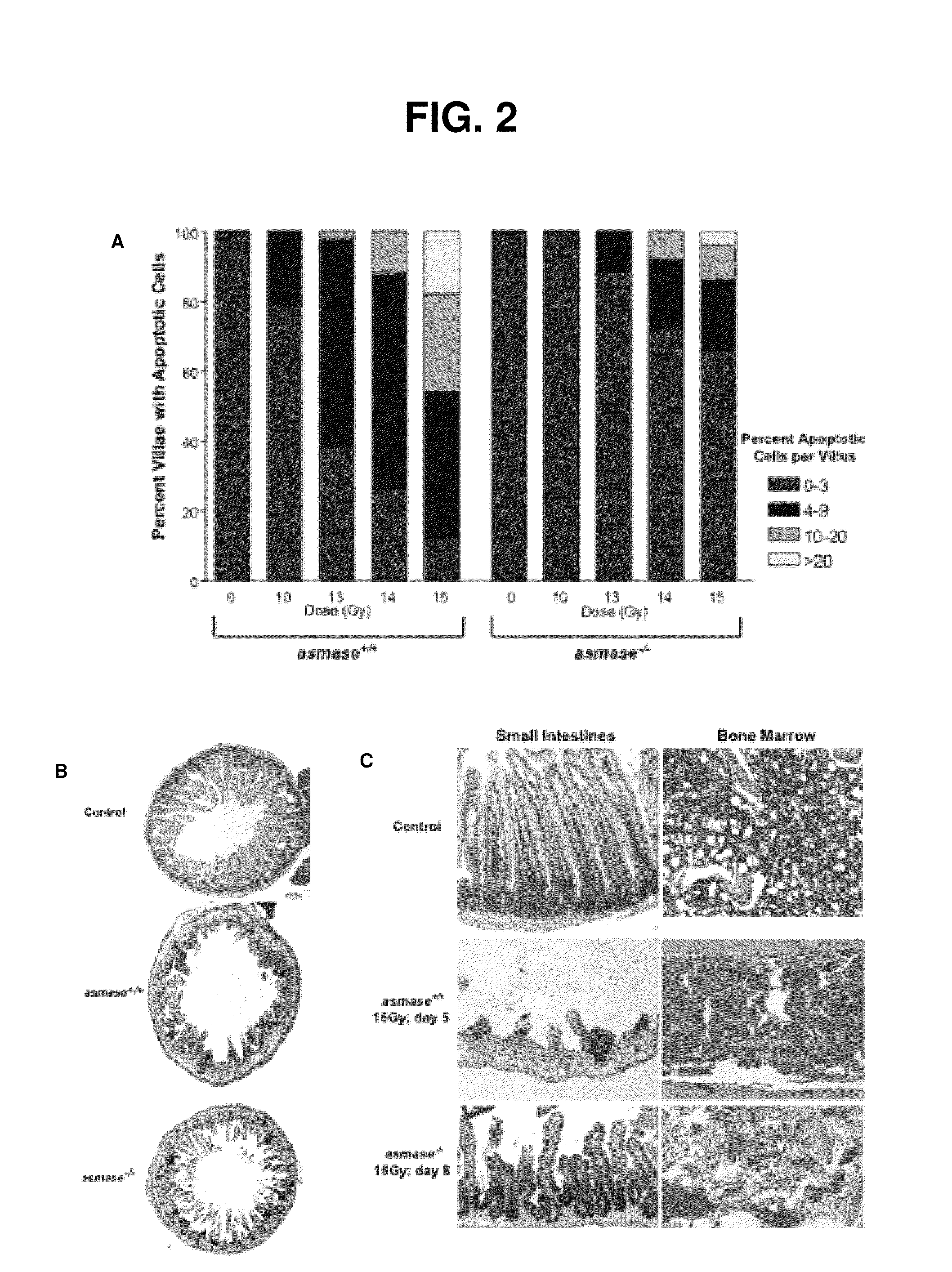 Methods for treating and preventing gi syndrome and graft versus host disease