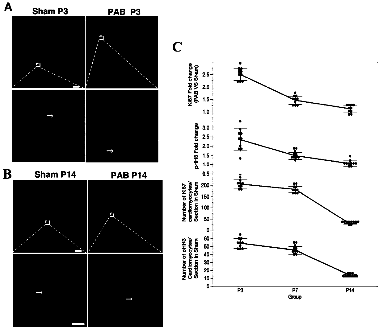 Method for promoting proliferation of right ventricular myocardial cells in vivo