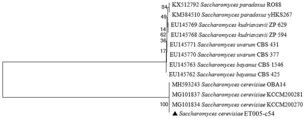 An acid-resistant Saccharomyces cerevisiae and its application in high-acidity fruit fermented wine