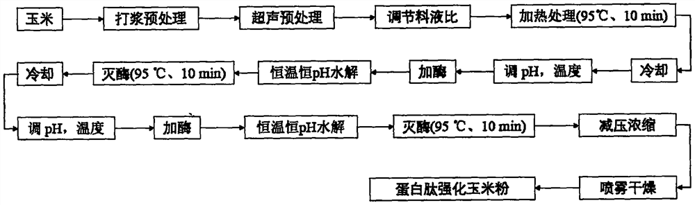 Preparation method of protein peptide enhanced corn flour