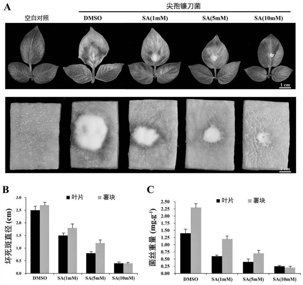 Fusarium oxysporum tor gene RNAi carrier and method for combined control of potato dry rot and wilt with salicylic acid