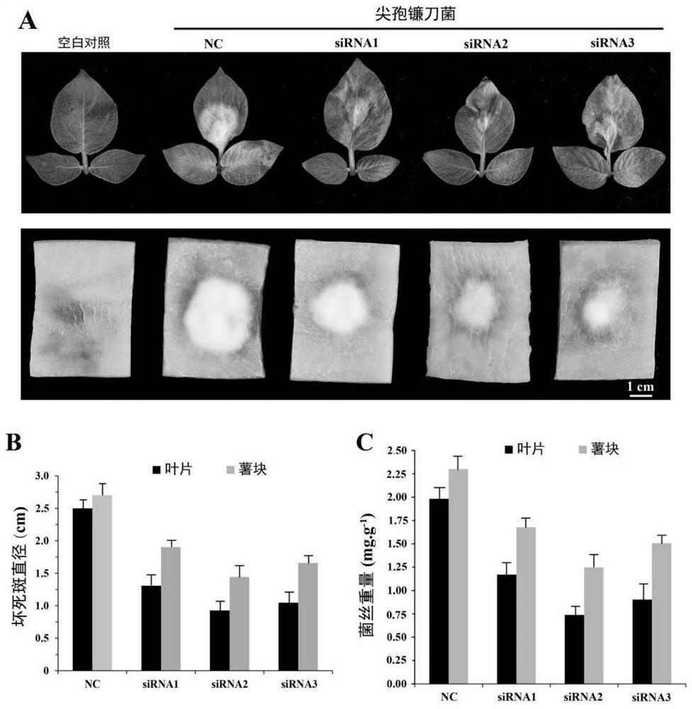 Fusarium oxysporum tor gene RNAi carrier and method for combined control of potato dry rot and wilt with salicylic acid