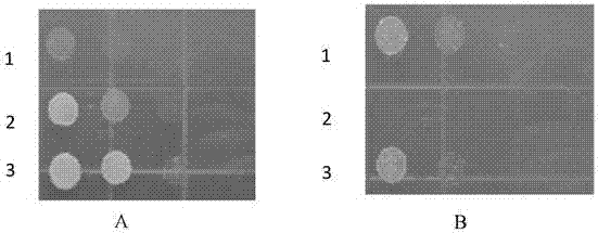 Tobacco KC1 gene, and preparation method and application thereof