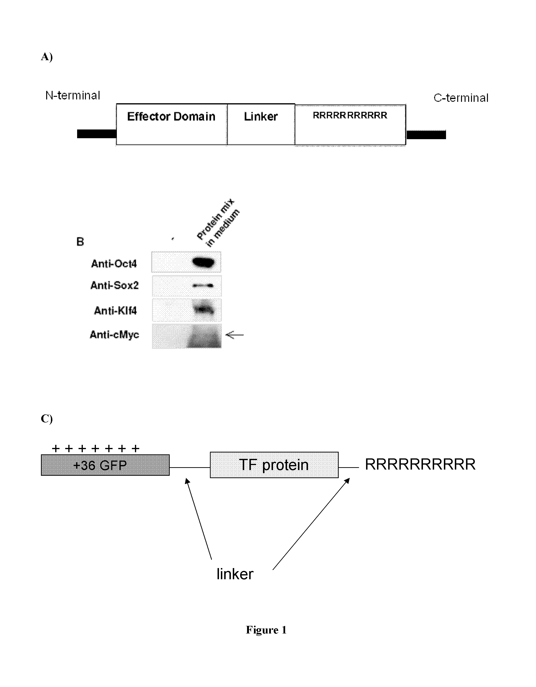 Compositions and methods for re-programming cells without genetic modification for repairing cartilage damage