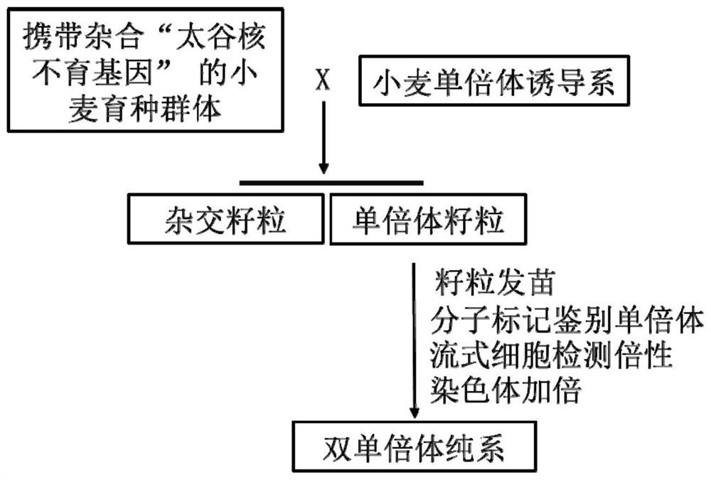 Rapid plant breeding method