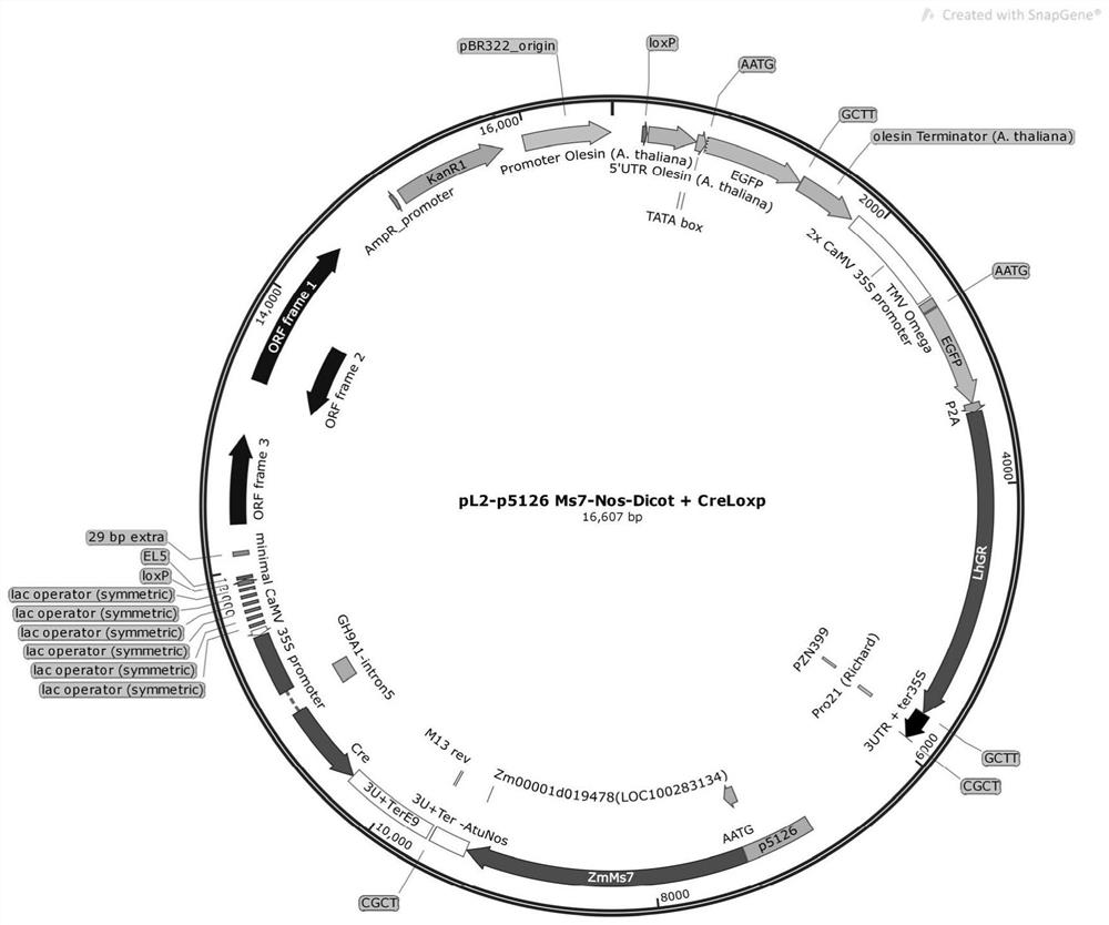 Rapid plant breeding method