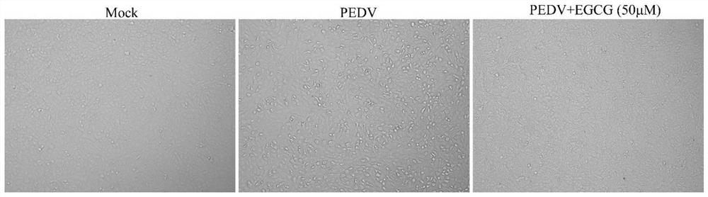 Application of epigallocatechin gallate in preparing preparations for preventing and/or treating porcine epidemic diarrhea virus