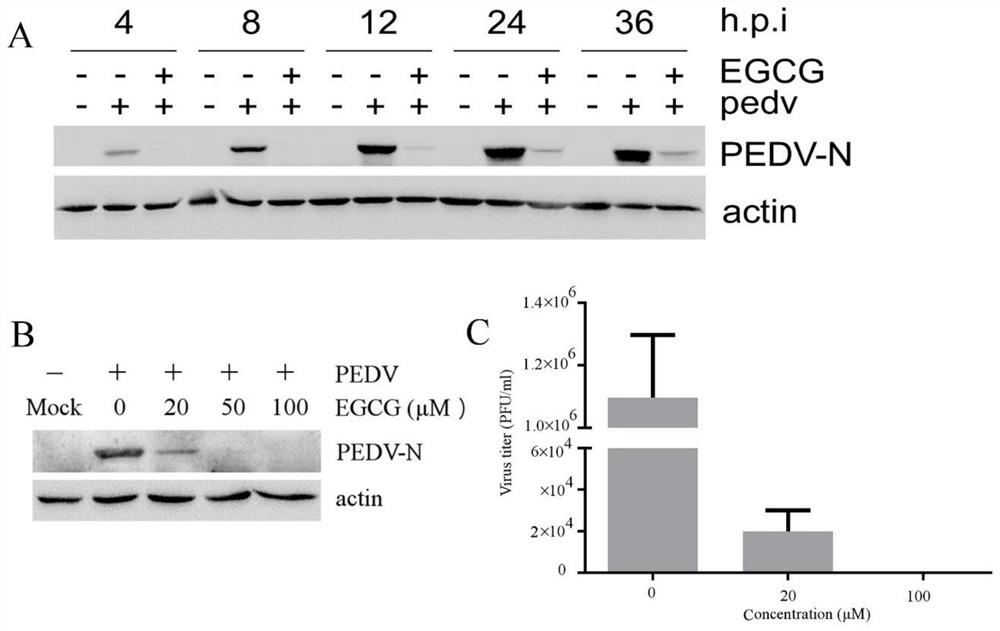 Application of epigallocatechin gallate in preparing preparations for preventing and/or treating porcine epidemic diarrhea virus