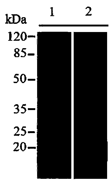 Application of edwardsiella tarda pilin FimA