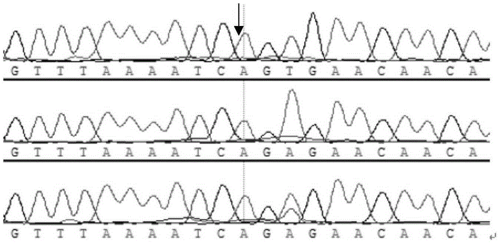 Megalobrama amblycephala hypoxia character correlation SNP molecular markers and application thereof