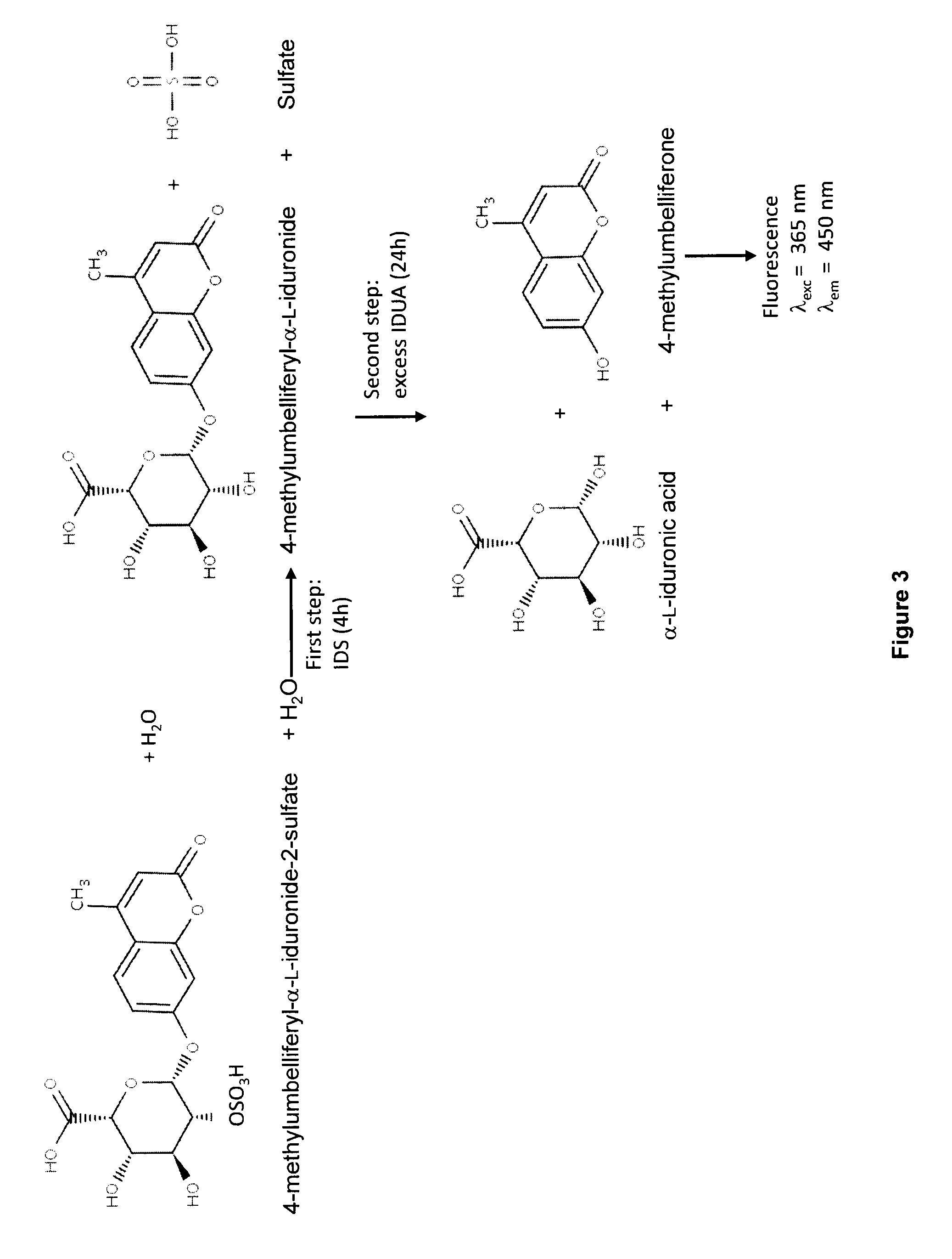 Targeted iduronate-2-sulfatase compounds