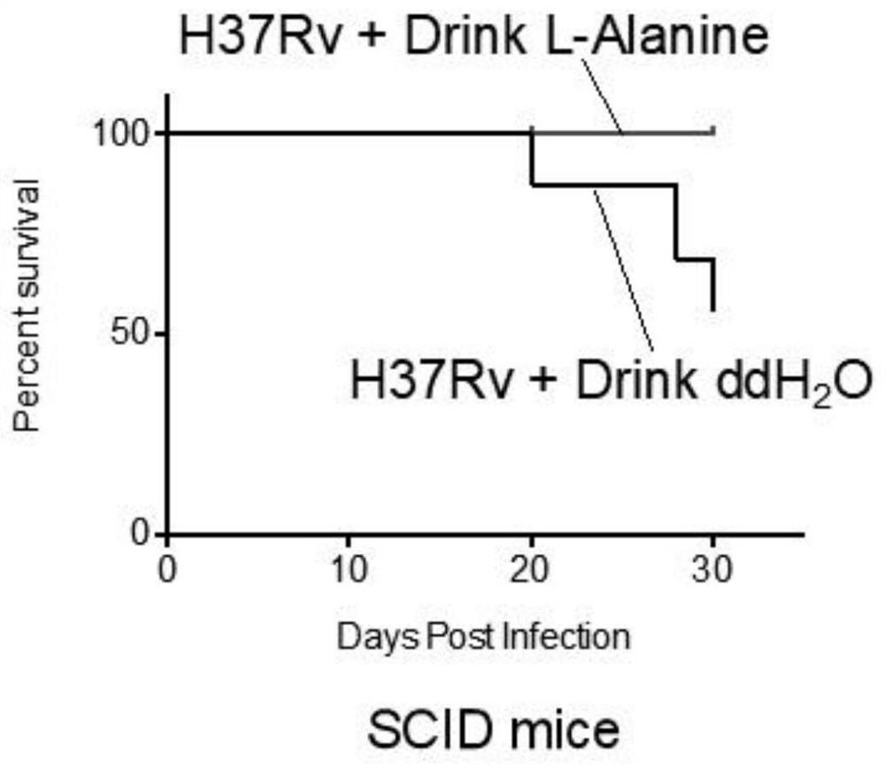 Application of L-alanine in preparation of medicine for preventing and treating tuberculosis