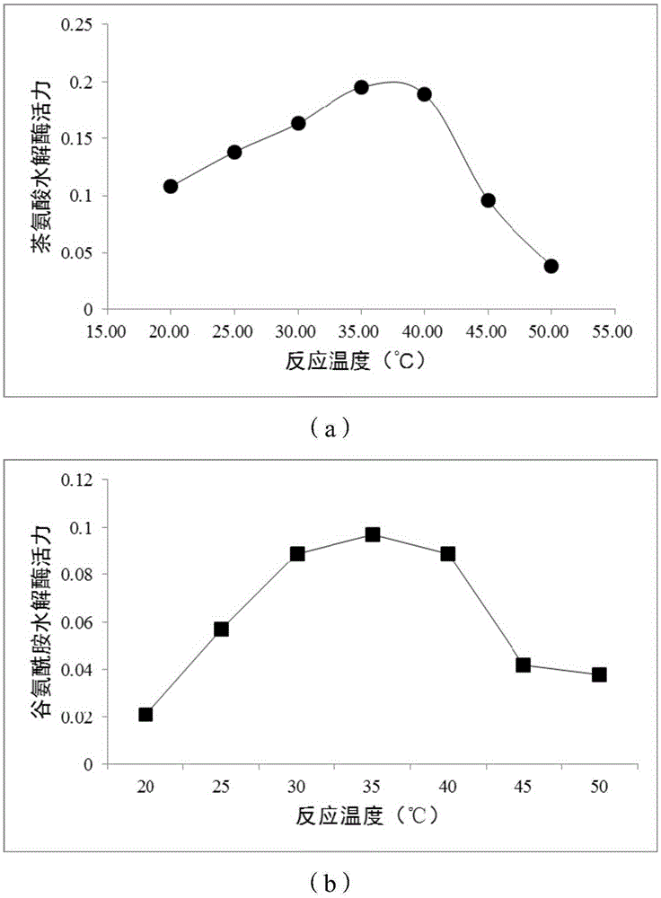 Method for rapidly detecting activity of theanine and glutamine hydrolase in tea trees