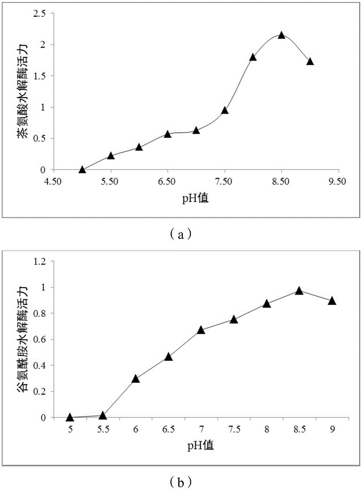 Method for rapidly detecting activity of theanine and glutamine hydrolase in tea trees