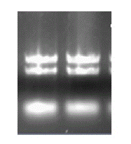 Yunnan red pear PybHLH gene as well as prokaryotic expression vector and application thereof