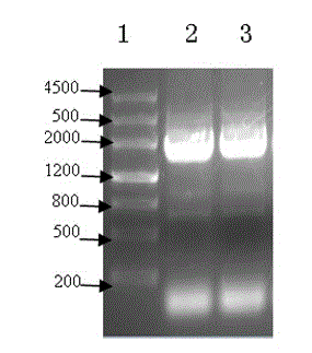 Yunnan red pear PybHLH gene as well as prokaryotic expression vector and application thereof