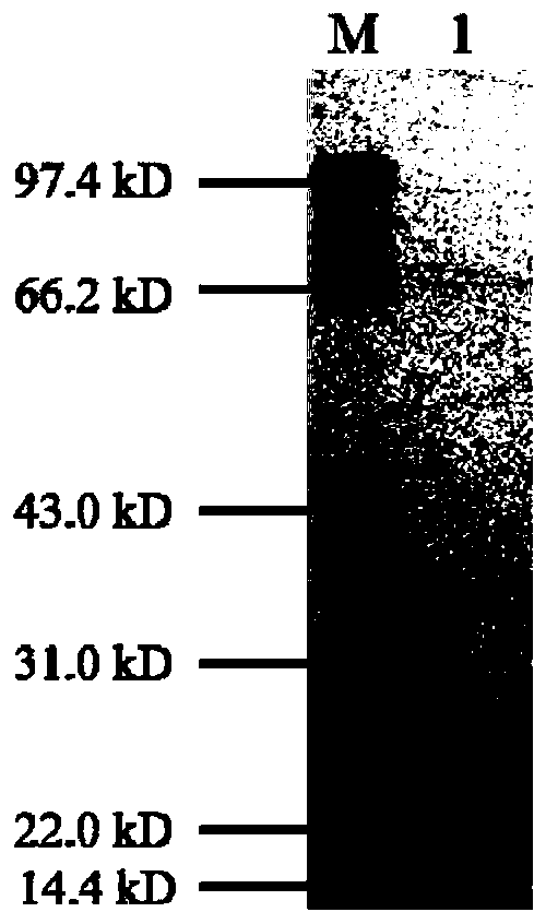Staphylococcus aureus enterotoxin B nanometer antibody B7, application and reagent kit
