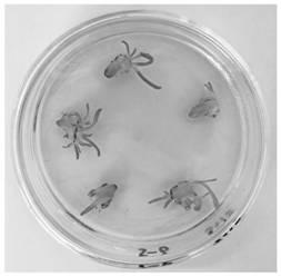 Agrobacterium tumefaciens-mediated efficient genetic transformation system for lilium tenuifolium scales