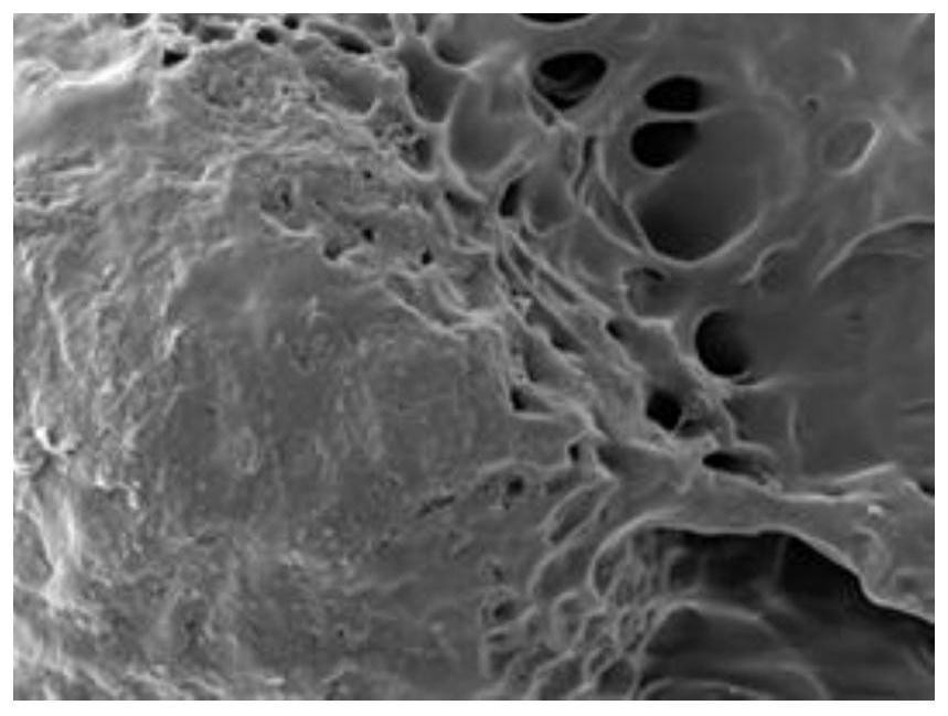 A kind of mbmp2 protein composite hydrogel and preparation method and application thereof