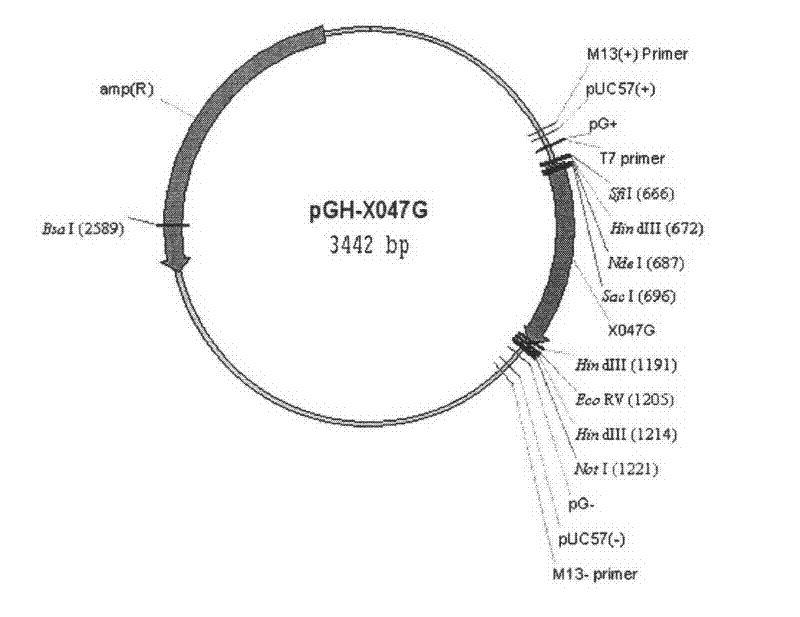 Method and special engineering bacteria for producing N-terminal acetyl protein or polypeptide
