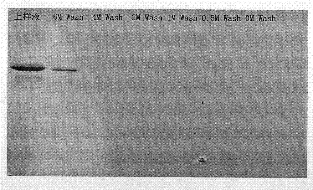 Method for purifying antibody by denatured antigen affinity purification