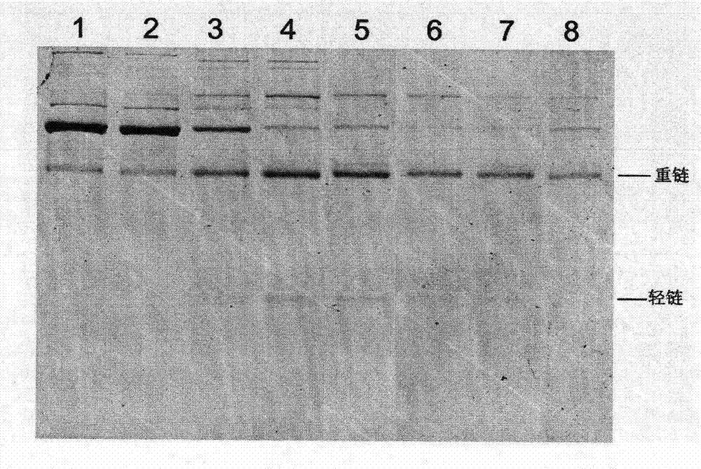 Method for purifying antibody by denatured antigen affinity purification