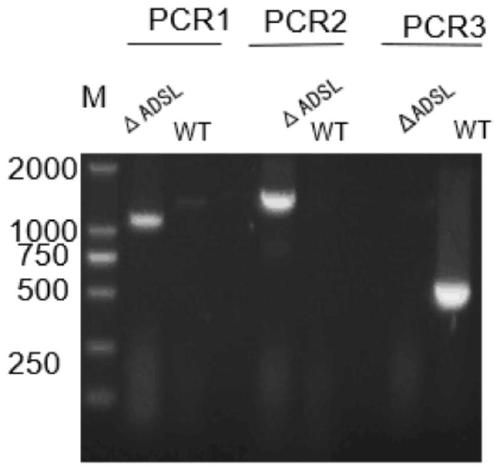 Construction method and applications for toxoplasma adenylosuccinate lyase gene knockout strains