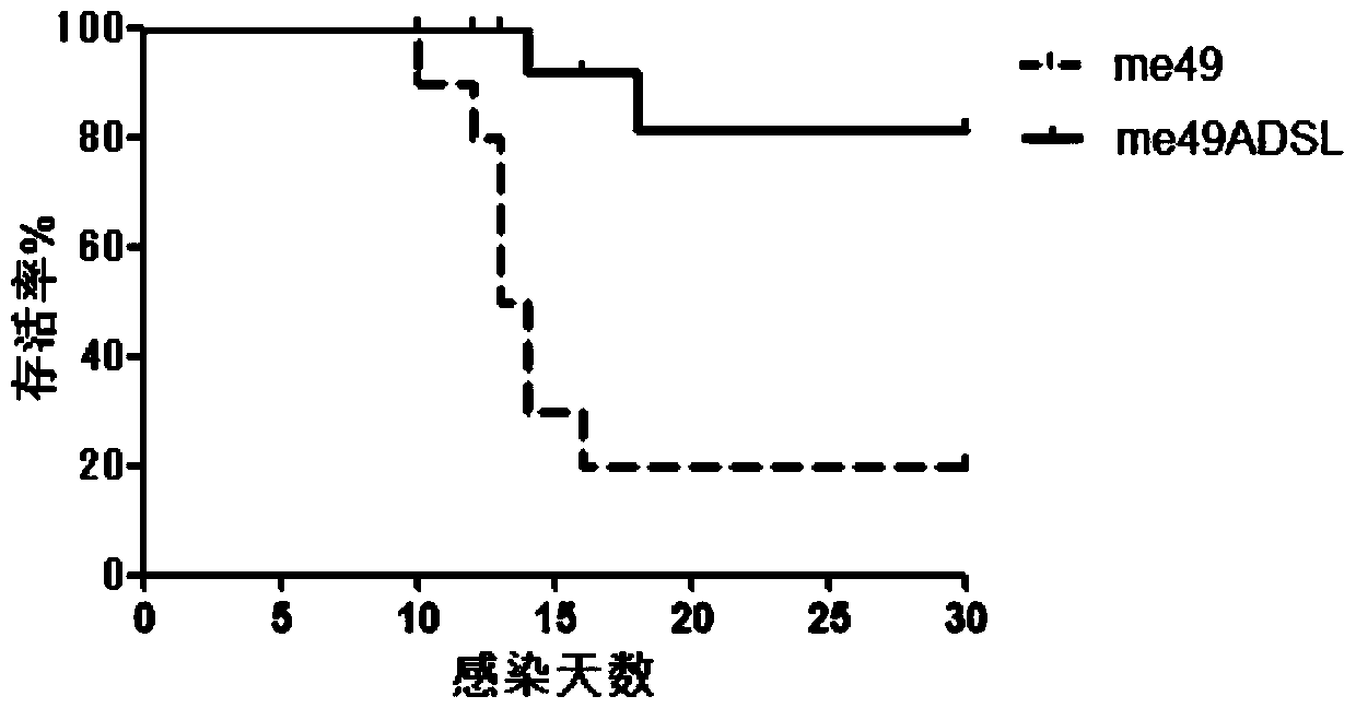 Construction method and applications for toxoplasma adenylosuccinate lyase gene knockout strains