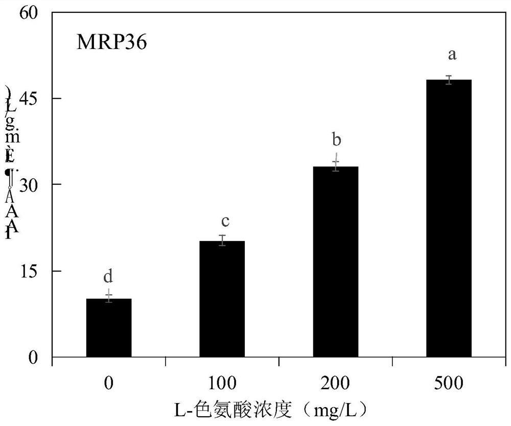 Cadmium-resistant growth-promoting Providencia sp. strain and application thereof