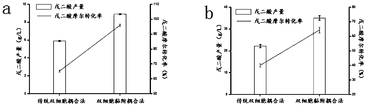 Method for producing glutaric acid by double-cell adhesion coupling method