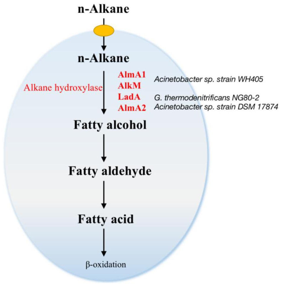 Yeast strain for degrading long-chain alkane and application thereof