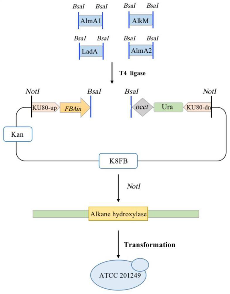 Yeast strain for degrading long-chain alkane and application thereof